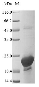 Recombinant Human Prostaglandin E synthase 3 (PTGES3) - image 1