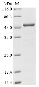 Recombinant Human Calcium-binding and coiled-coil domain-containing protein 2 (CALCOCO2) - image 1
