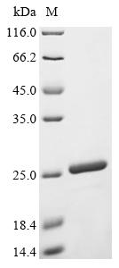 Recombinant Lactobacillus delbrueckII subsp. bulgaricus Chaperonin GroEL (groEL) , partial - image 1