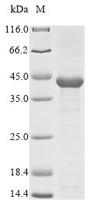 (Tris-Glycine gel) Discontinuous SDS-PAGE (reduced) with 5% enrichment gel and 15% separation gel.