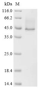 Recombinant Staphylococcus aureus Alpha-hemolysin (hly) - image 1