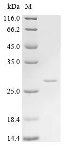 Recombinant Pig Tenascin (TNC) , partial - image 1