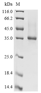 Recombinant Mouse Olfactomedin-4 (Olfm4) , partial - image 1