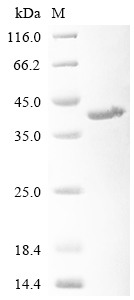 Recombinant Staphylococcus aureus Clumping factor A (clfA) , partial - image 1