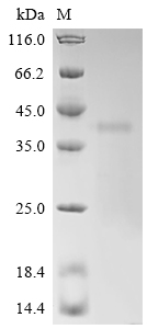 Recombinant Mouse Calpain-3 (Capn3) , partial - image 1