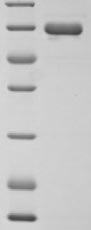 (Tris-Glycine gel) Discontinuous SDS-PAGE (reduced) with 5% enrichment gel and 15% separation gel. (Tris-Glycine gel) Discontinuous SDS-PAGE (reduced) with 5% enrichment gel and 15% separation gel.
