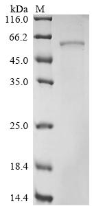 Recombinant Rat Glucose-6-phosphate isomerase (Gpi) - image 1
