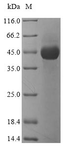 SDS-PAGE - Recombinant Lysobacter enzymogenes Lysyl endopeptidase