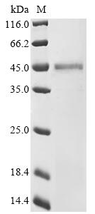 Recombinant Canine coronavirus Nucleoprotein (N) - image 1