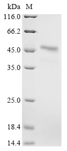 Recombinant Mouse Creatine kinase S-type, mitochondrial (Ckmt2) - image 1