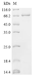 Recombinant Human Glucose 1, 6-bisphosphate synthase (PGM2L1) - image 1