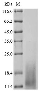 Recombinant Mouse Glycoprotein hormone beta-5 (Gphb5) - image 1