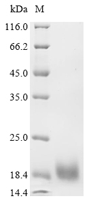 Recombinant Lama glama Interleukin-2 (IL2) - image 1
