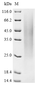 Recombinant Lama glama Interleukin-4 (IL4) - image 1