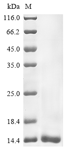 Recombinant Androctonus mauretanicus mauretanicus Alpha-toxin Amm8 - image 1