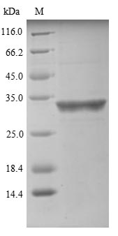 Recombinant Human Valacyclovir hydrolase (BPHL) - image 1