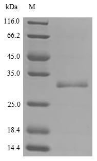 SDS-PAGE- Recombinant protein Human BPHL