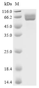 Recombinant Streptococcus pneumoniae Pneumolysin (ply) - image 1