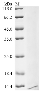 Recombinant Dog Trefoil factor 3 (TFF3) - image 1