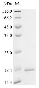 Recombinant Streptococcus agalactiae serotype V Nucleoside diphosphate kinase (ndk) - image 1