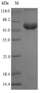 SDS-PAGE- Recombinant protein Cricetulus P4HB