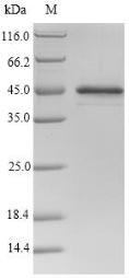 SDS-PAGE- Recombinant protein Mouse Serpina3n