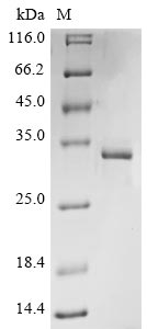 Recombinant Bovine coronavirus Non-structural protein 2a (2a) - image 1