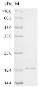 Recombinant Mouse Interleukin-36 gamma (Il36g) - image 1