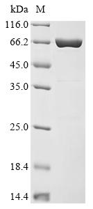 Recombinant Daucus carota Phytosulfokine receptor 1 (PSKR) , partial - image 1