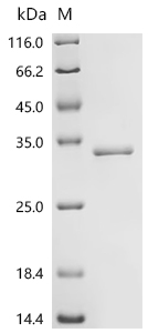 Recombinant Human Deoxyribonuclease-1-like 2 (DNASE1L2) - image 1