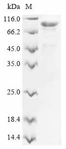Recombinant Human Mucin-7 (MUC7) - image 1