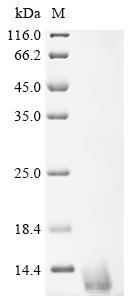 Recombinant Solanum tuberosum Snakin-1 (SN1) - image 1