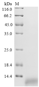 (Tris-Glycine gel) Discontinuous SDS-PAGE (reduced) with 5% enrichment gel and 15% separation gel. (Tris-Glycine gel) Discontinuous SDS-PAGE (reduced) with 5% enrichment gel and 15% separation gel.