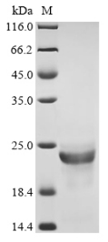 Recombinant Fusarium solani subsp. cucurbitae Cutinase (CUTA) - image 1
