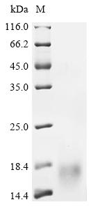 Recombinant Rat Hepcidin (Hamp) , partial - image 1