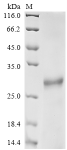 Recombinant Mouse Protein FAM3B (Fam3b) - image 1