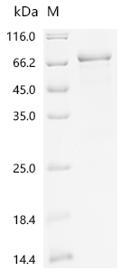 Recombinant Mouse Na (+) /H (+) exchange regulatory cofactor NHE-RF3 (Pdzk1) - image 1