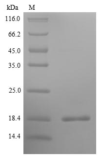 SDS-PAGE- Recombinant protein Pig IL5