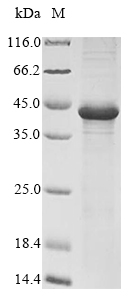 Recombinant Hesperocyparis arizonica Pectate lyase 1 - image 1