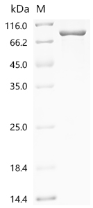 Recombinant Human Junctional cadherin 5-associated protein (JCAD) , partial - image 1
