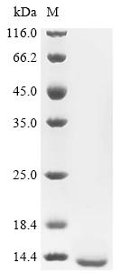 Recombinant Mouse Alpha-hemoglobin-stabilizing protein (Ahsp) - image 1
