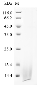 Recombinant Dendroaspis angusticeps Dendrotoxin B, partial - image 1