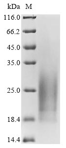 CSB-YP882608MO-SDS