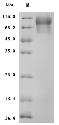 Recombinant Human Mucin-13 (MUC13) , partial (Active) - image 3