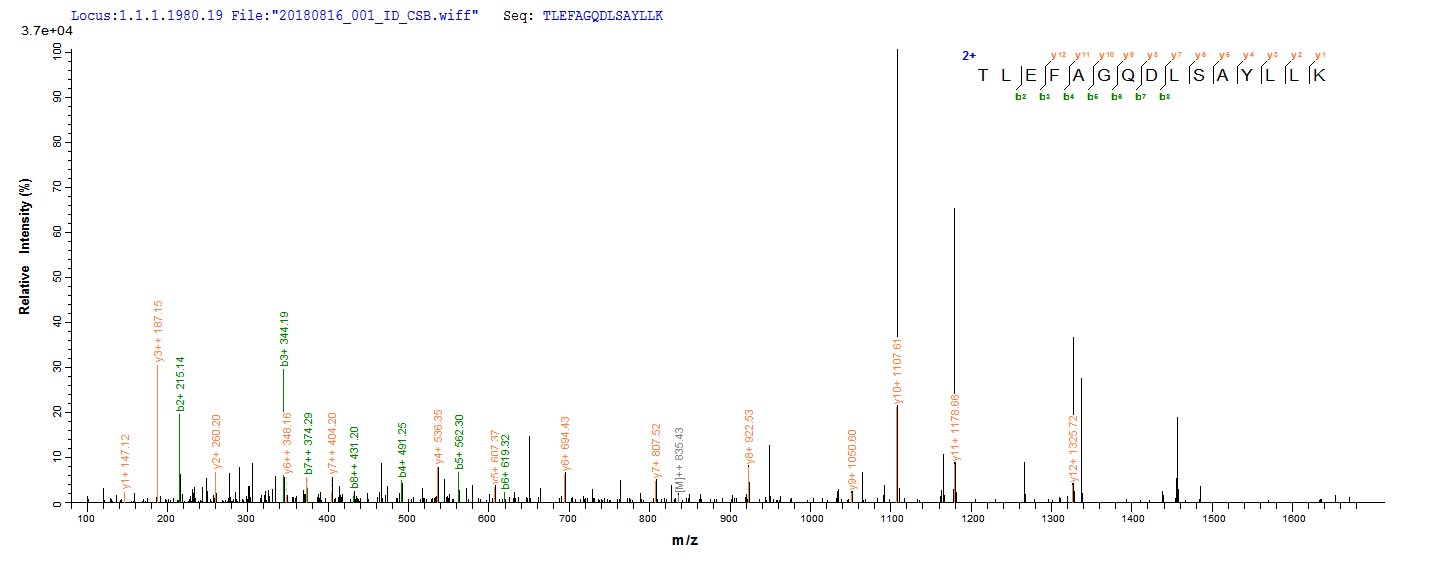 Based on the SEQUEST from database of Yeast host and target protein, the LC-MS/MS Analysis result of CSB-YP887982HU could indicate that this peptide derived from Yeast-expressed Homo sapiens (Human) ACTL8. Based on the SEQUEST from database of Yeast host and target protein, the LC-MS/MS Analysis result of CSB-YP887982HU could indicate that this peptide derived from Yeast-expressed Homo sapiens (Human) ACTL8.