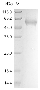 Recombinant Citrus unshiu Limonoid UDP-glucosyltransferase - image 1