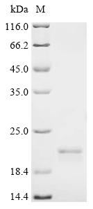 Recombinant Human Sorting neXIn-12 (SNX12) - image 1