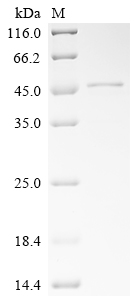 Recombinant Mouse Tolloid-like protein 2 (Tll2) , partial - image 1