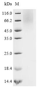 Recombinant Human Atrial natriuretic peptide-converting enzyme (CORIN) , partial - image 1