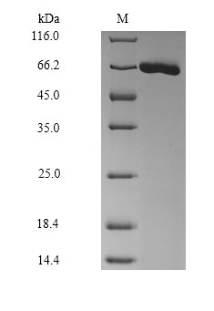 SDS-PAGE- Recombinant protein Mouse Alb